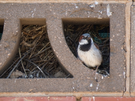 House Sparrow Male Nest