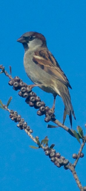 SparrowMaletrim1